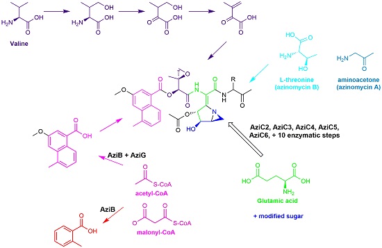 Azinomycin Biosynthesis